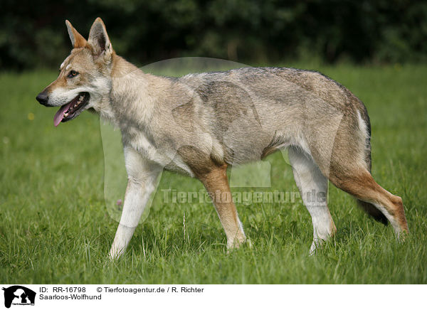 Saarloos-Wolfhund / RR-16798