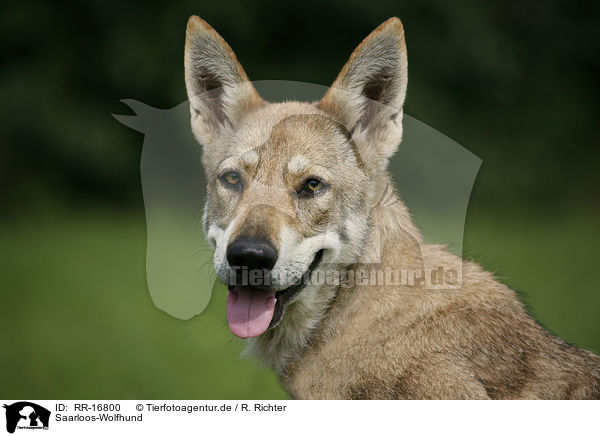 Saarloos-Wolfhund / RR-16800