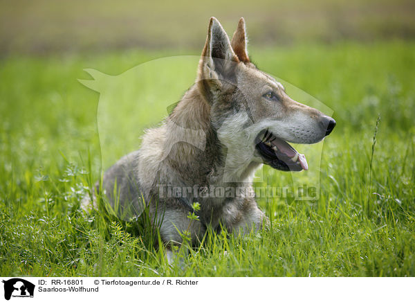 Saarloos-Wolfhund / Saarloos-Wolfhond / RR-16801