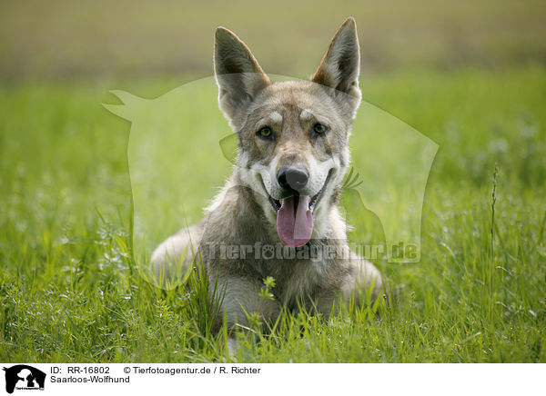 Saarloos-Wolfhund / Saarloos-Wolfhond / RR-16802