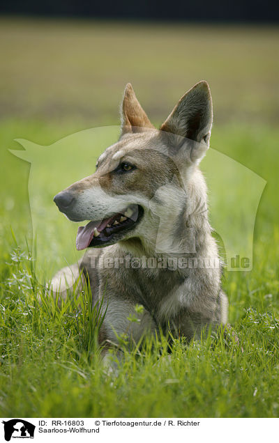 Saarloos-Wolfhund / Saarloos-Wolfhond / RR-16803
