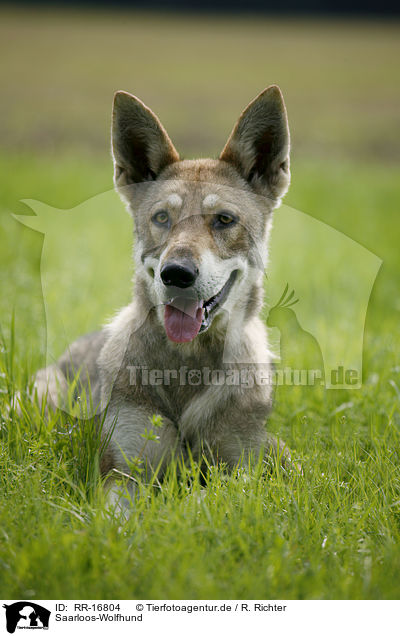 Saarloos-Wolfhund / Saarloos-Wolfhond / RR-16804