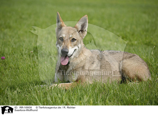Saarloos-Wolfhund / Saarloos-Wolfhond / RR-16808