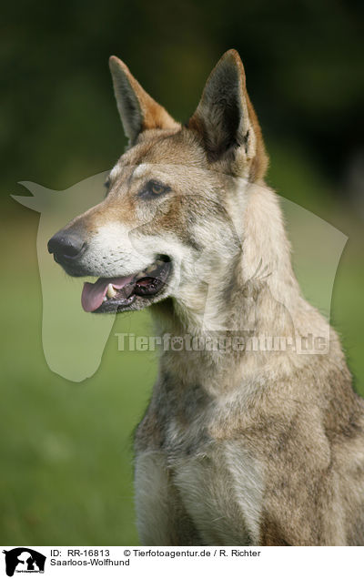 Saarloos-Wolfhund / Saarloos-Wolfhond / RR-16813