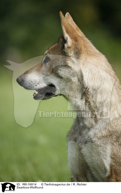 Saarloos-Wolfhund / Saarloos-Wolfhond / RR-16814