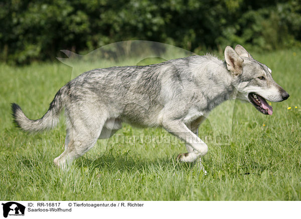 Saarloos-Wolfhund / Saarloos-Wolfhond / RR-16817