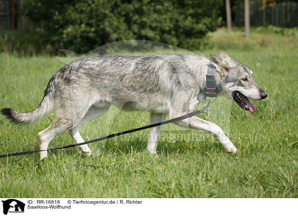Saarloos-Wolfhund / Saarloos-Wolfhond / RR-16818