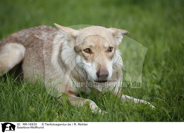 Saarloos-Wolfhund / Saarloos-Wolfhond / RR-16830