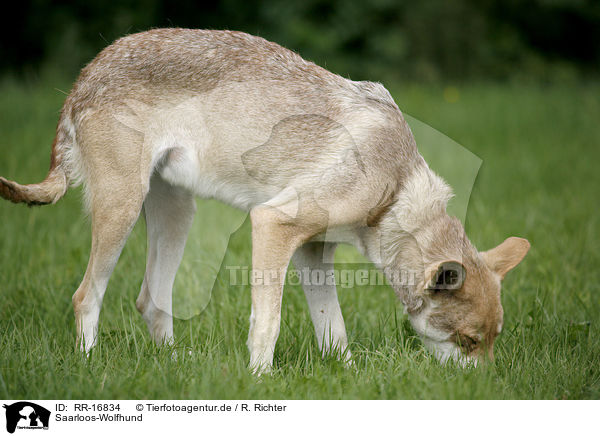 Saarloos-Wolfhund / Saarloos-Wolfhond / RR-16834