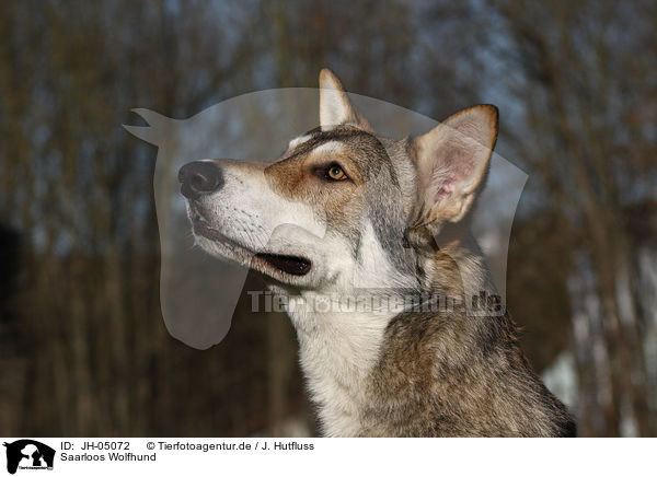 Saarloos Wolfhund / JH-05072