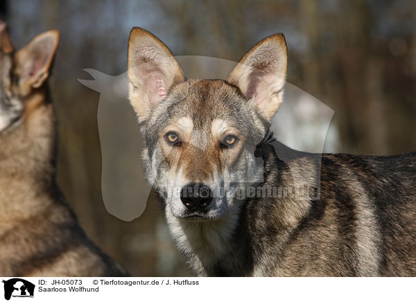 Saarloos Wolfhund / JH-05073