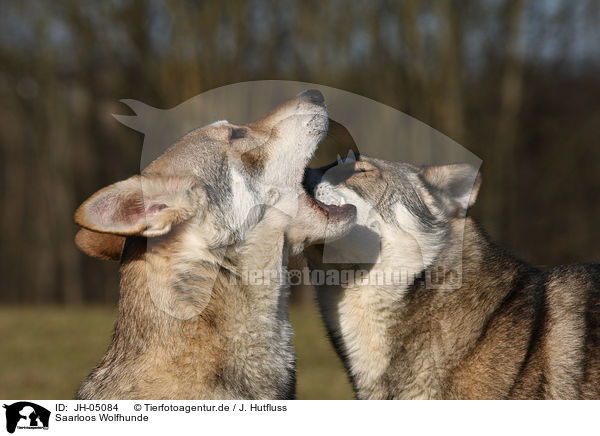 Saarloos Wolfhunde / JH-05084