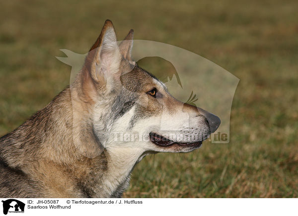 Saarloos Wolfhund / Saarloos Wolfhound / JH-05087