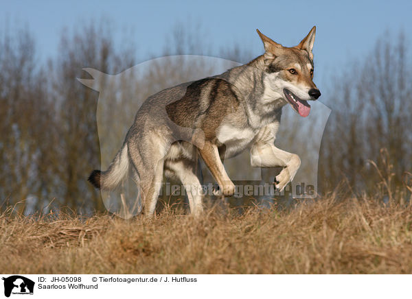 Saarloos Wolfhund / Saarloos Wolfhound / JH-05098