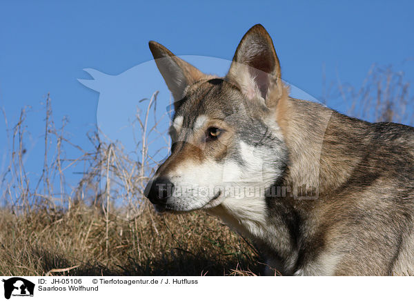 Saarloos Wolfhund / JH-05106