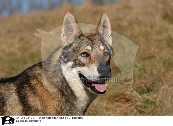 Saarloos Wolfhund / Saarloos Wolfhound / JH-05108