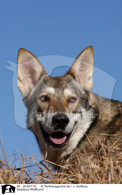 Saarloos Wolfhund / JH-05110