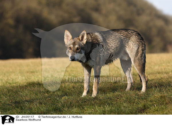 Saarloos Wolfhund / Saarloos Wolfhound / JH-05117