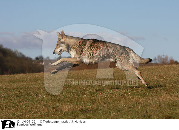 Saarloos Wolfhund / Saarloos Wolfhound / JH-05122