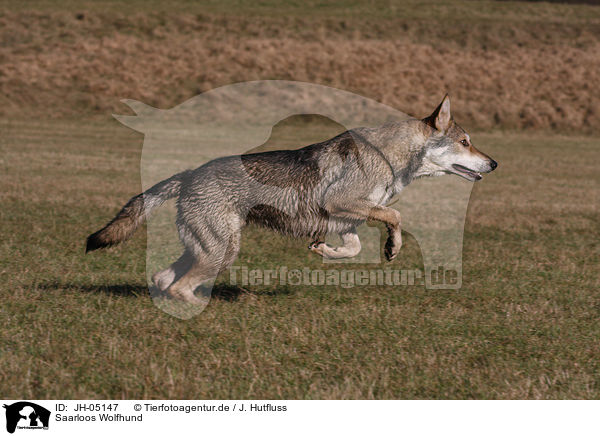 Saarloos Wolfhund / JH-05147