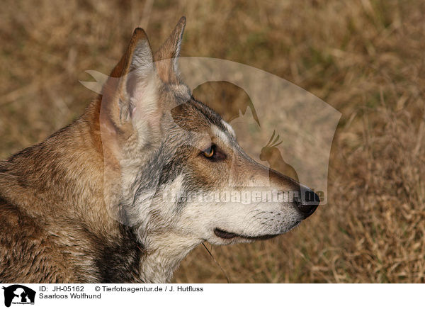 Saarloos Wolfhund / JH-05162