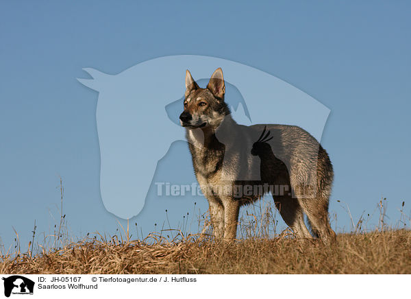 Saarloos Wolfhund / Saarloos Wolfhound / JH-05167
