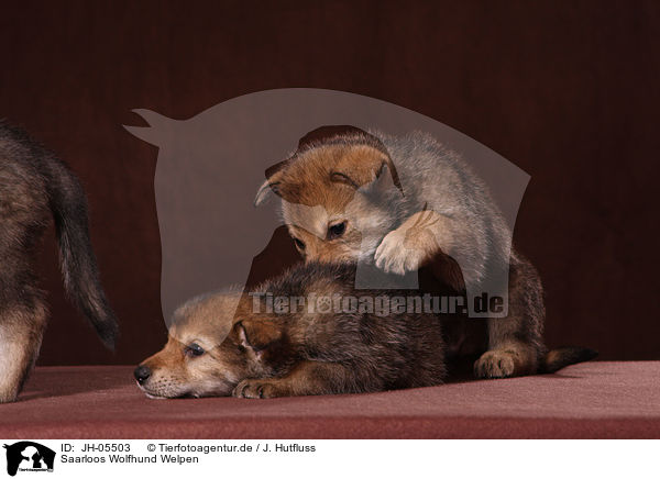 Saarloos Wolfhund Welpen / Saarloos wolfdog puppies / JH-05503
