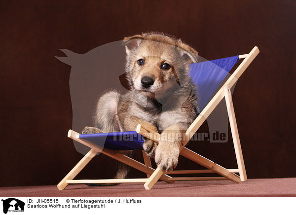 Saarloos Wolfhund auf Liegestuhl / Saarloos wolfdog at deckchair / JH-05515