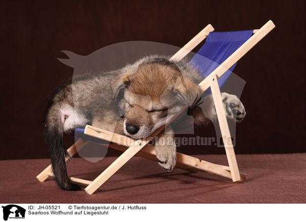 Saarloos Wolfhund auf Liegestuhl / JH-05521