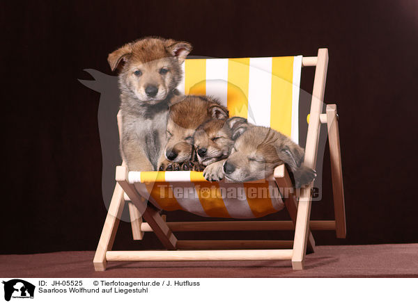 Saarloos Wolfhund auf Liegestuhl / JH-05525