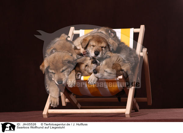 Saarloos Wolfhund auf Liegestuhl / JH-05526