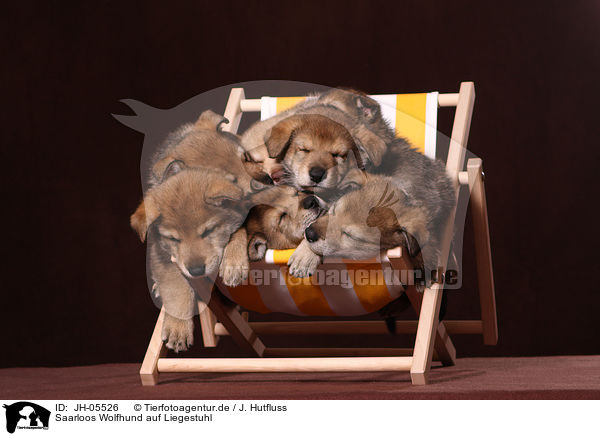 Saarloos Wolfhund auf Liegestuhl / Saarloos wolfdog at deckchair / JH-05526