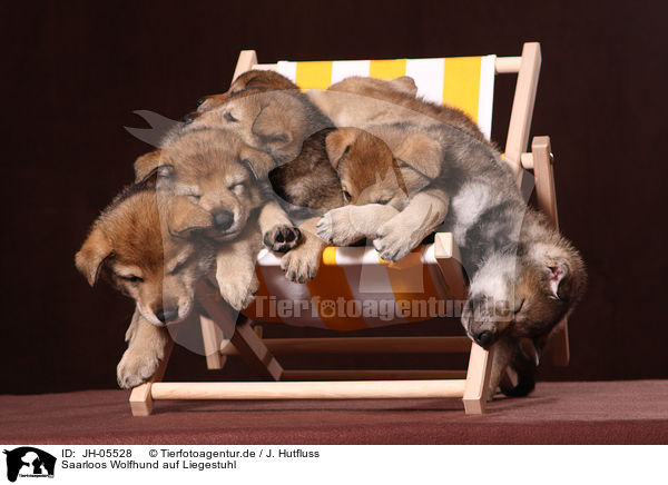 Saarloos Wolfhund auf Liegestuhl / JH-05528
