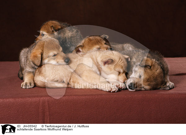 schlafende Saarloos Wolfhund Welpen / JH-05542
