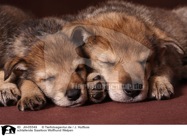 schlafende Saarloos Wolfhund Welpen / JH-05549