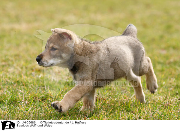 Saarloos Wolfhund Welpe / JH-05686