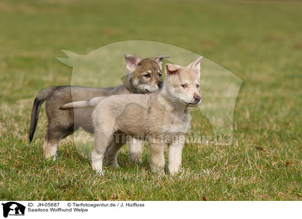 Saarloos Wolfhund Welpe / Saarloos Wolfdog Puppy / JH-05687