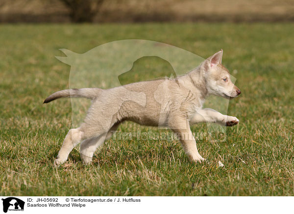 Saarloos Wolfhund Welpe / JH-05692