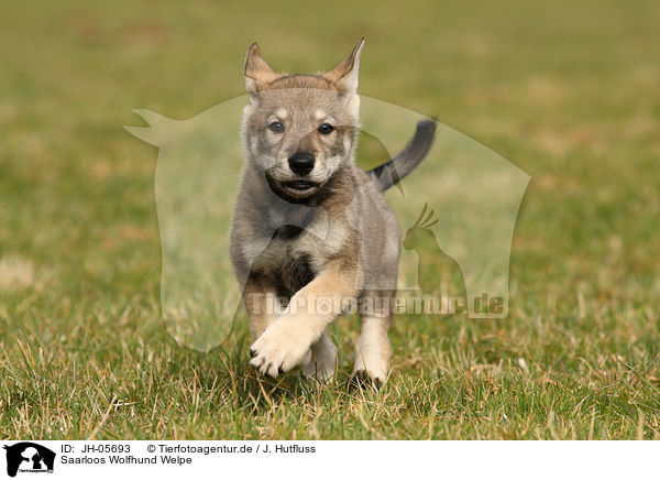 Saarloos Wolfhund Welpe / JH-05693