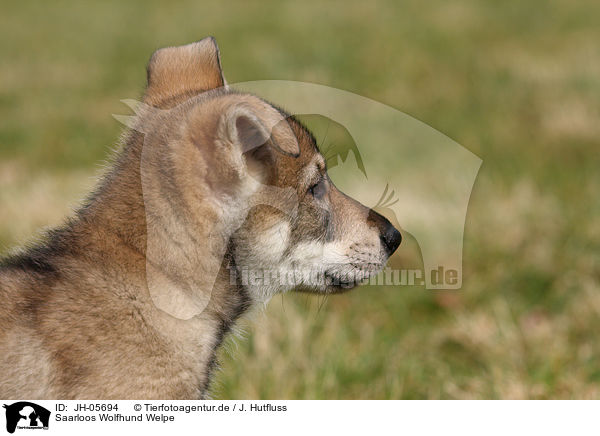 Saarloos Wolfhund Welpe / JH-05694
