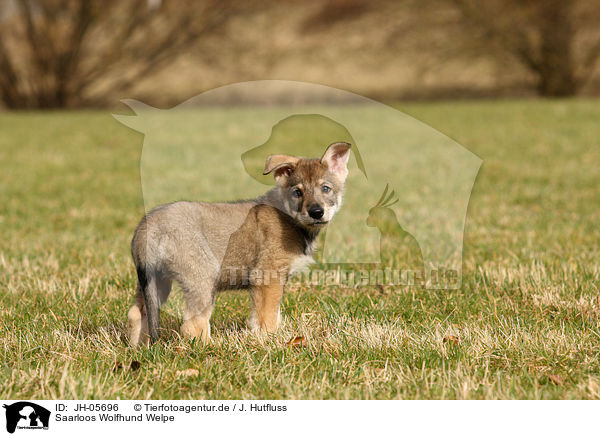 Saarloos Wolfhund Welpe / JH-05696