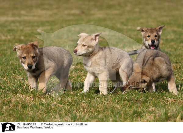 Saarloos Wolfhund Welpe / JH-05699