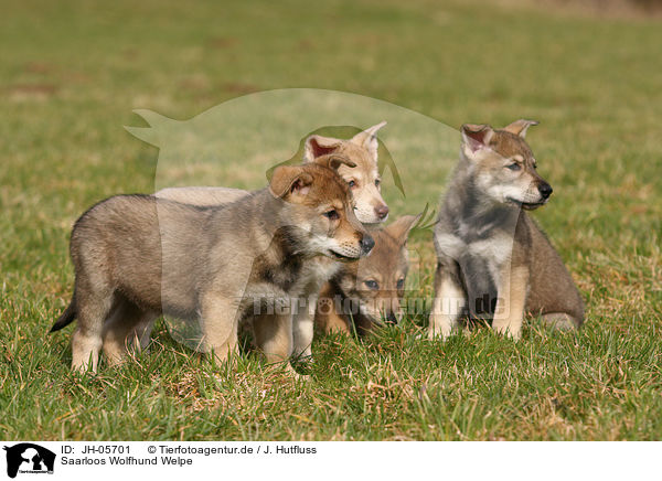 Saarloos Wolfhund Welpe / JH-05701