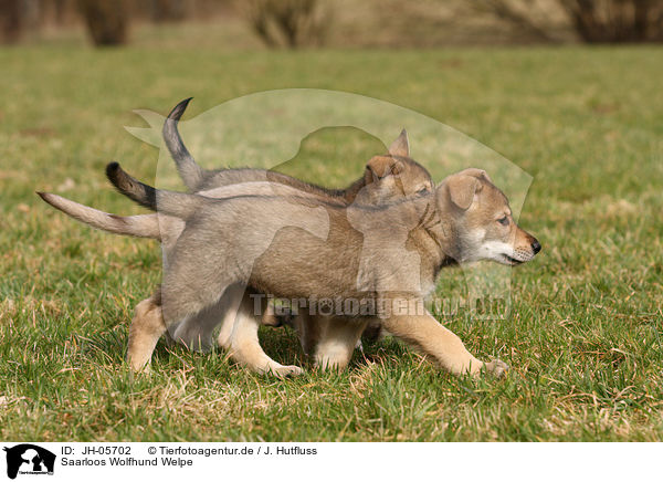 Saarloos Wolfhund Welpe / JH-05702