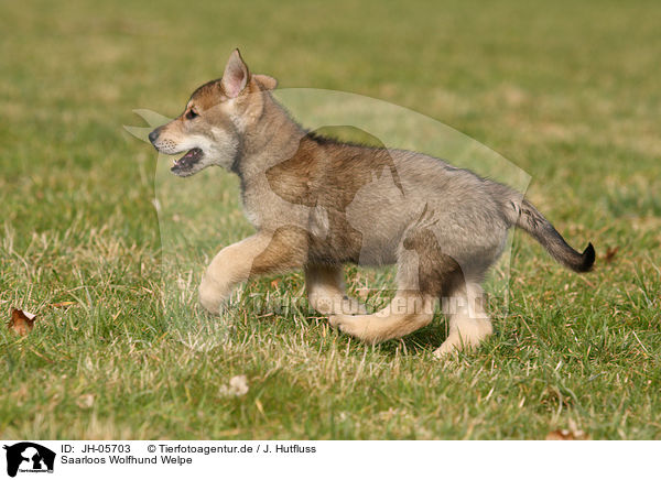 Saarloos Wolfhund Welpe / JH-05703