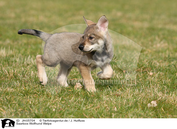 Saarloos Wolfhund Welpe / JH-05704