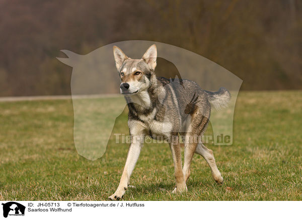 Saarloos Wolfhund / Saarloos Wolfdog / JH-05713