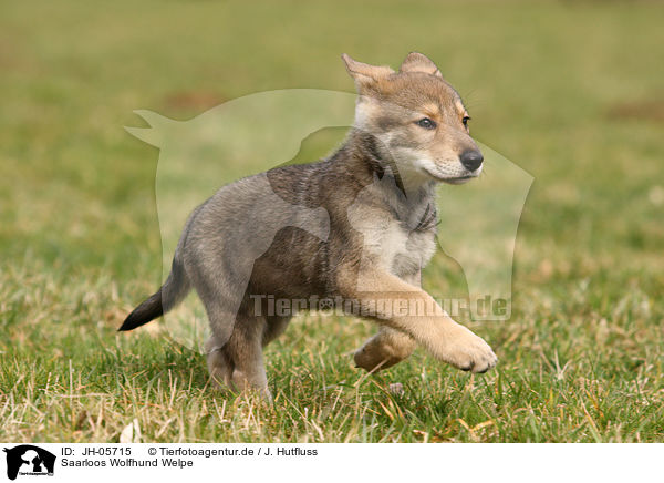 Saarloos Wolfhund Welpe / JH-05715