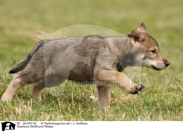 Saarloos Wolfhund Welpe / JH-05716