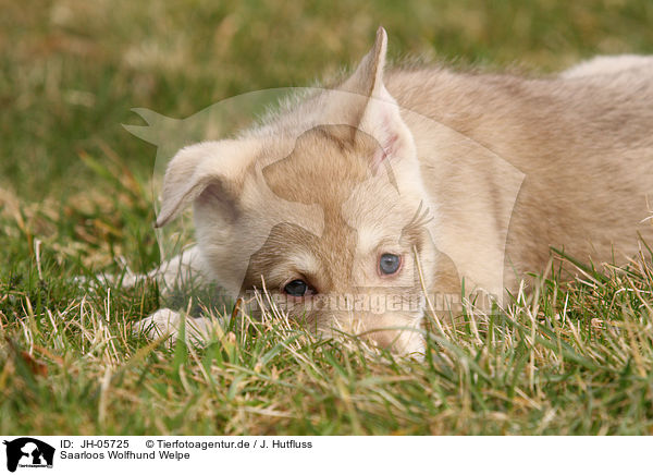Saarloos Wolfhund Welpe / Saarloos Wolfdog Puppy / JH-05725